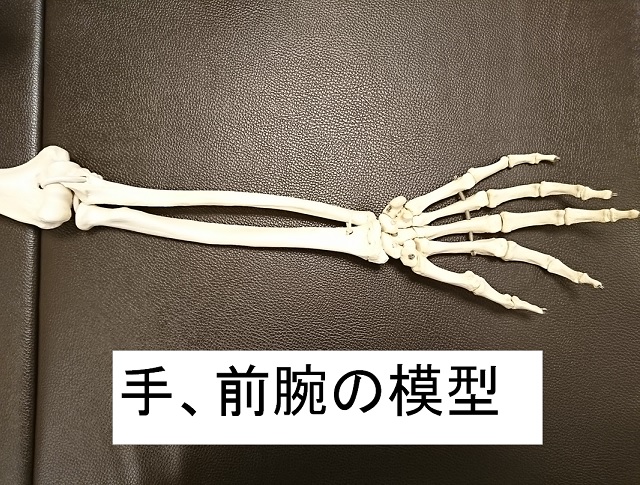 手、前腕部の骨