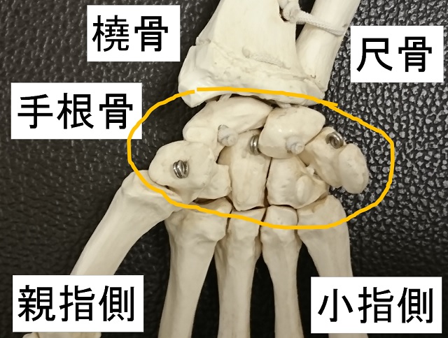手根部の骨